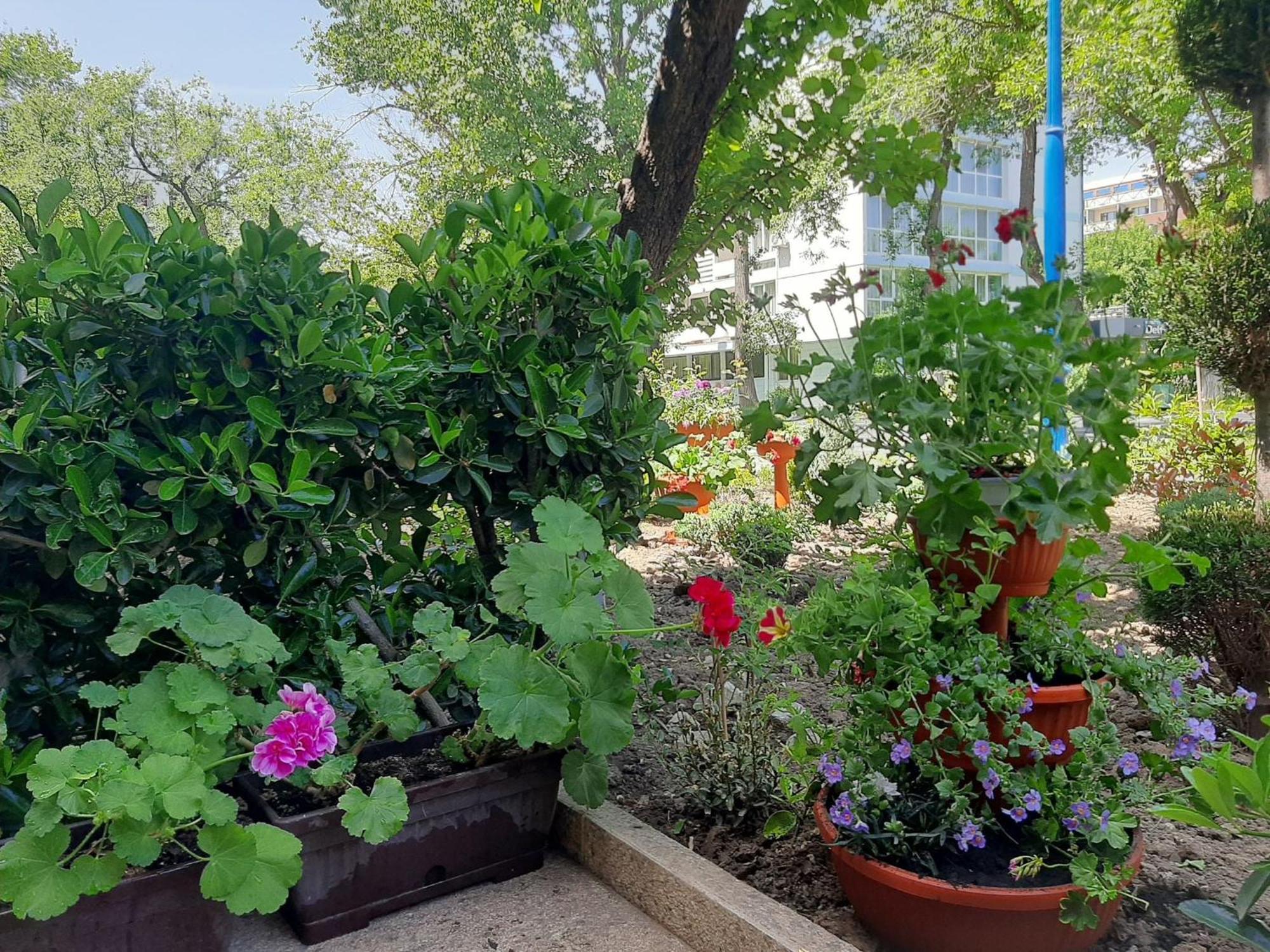 מאמאיה Hotel Pescarus מראה חיצוני תמונה